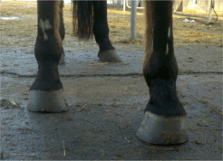 Abbildung: Pferd mit hochgradig imbalanten Hufen (Schiefhuf)
