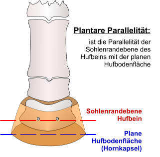 Plantare_Parallelitaet_1a.png